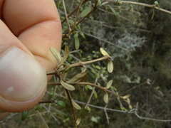 Olearia virgata