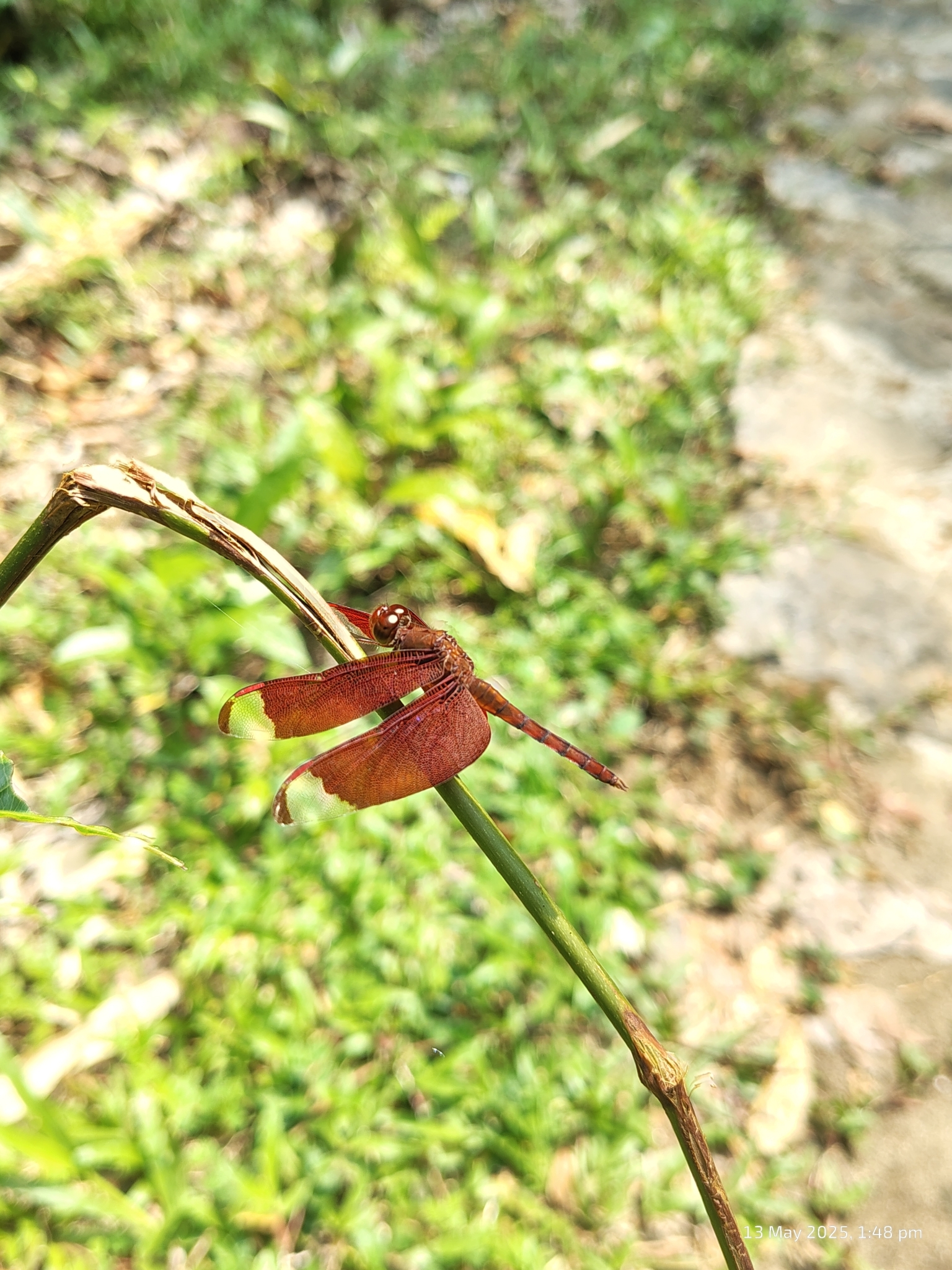 Fulvous Forest Skimmer
