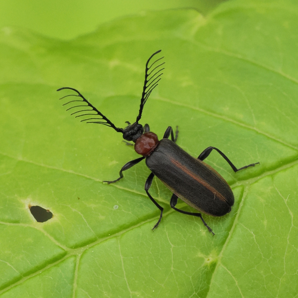 Flaming-pillow Beetle