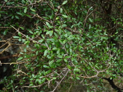 Coprosma propinqua propinqua