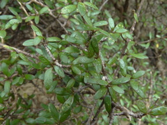 Coprosma propinqua propinqua