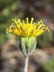 Hymenopappus filifolius lugens