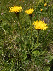 Hypochaeris uniflora