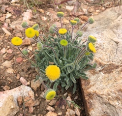 Erigeron aphanactis congestus