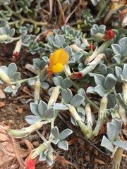 Acmispon argyraeus argyraeus