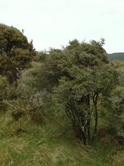 Coprosma propinqua propinqua