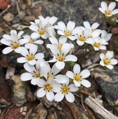 Linanthus killipii