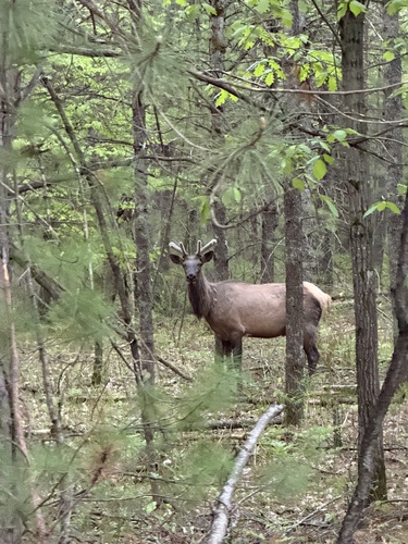 Elk photographed in Michigan
