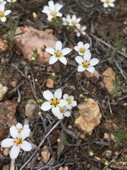 Linanthus killipii