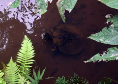 Phrynops williamsi