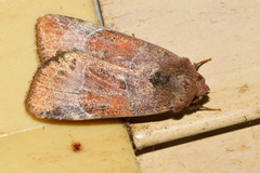 Hampsonodes mastoides