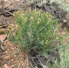 Astragalus bicristatus