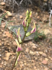 Astragalus bicristatus