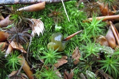 Leotia atrovirens