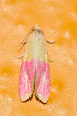Cochylis rosaria