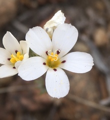 Linanthus killipii