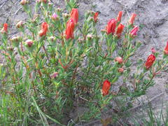 Lampranthus coccineus