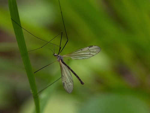 Phylidorea bicolor