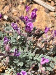 Astragalus leucolobus