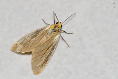 Chrysoecia thoracica