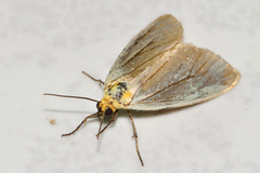 Chrysoecia thoracica