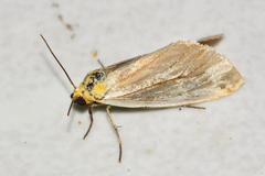 Chrysoecia thoracica
