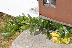 Acanthus mollis