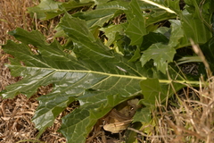 Acanthus mollis
