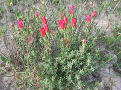 Lampranthus coccineus