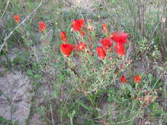 Lampranthus coccineus