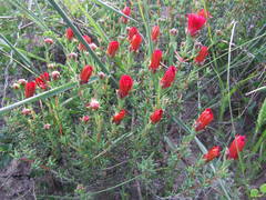 Lampranthus coccineus