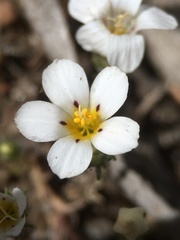 Linanthus killipii