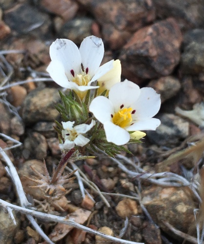 Image of Linanthus killipii by (c) Matt Berger, some rights reserved (CC BY)