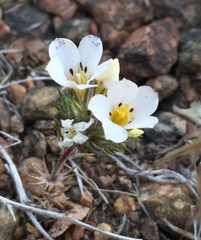 Linanthus killipii