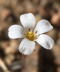 Linanthus killipii
