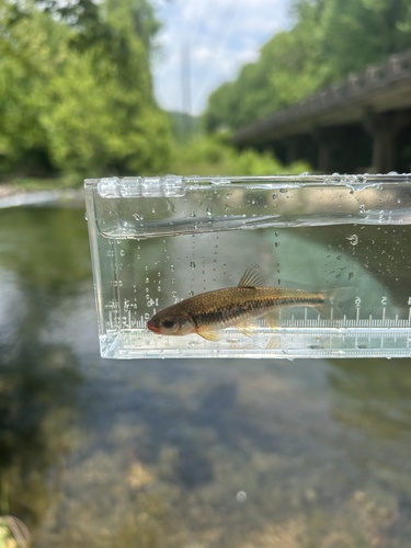 Vuur-shiner (Notropis rubricroceus) — Cyprinidae — 5