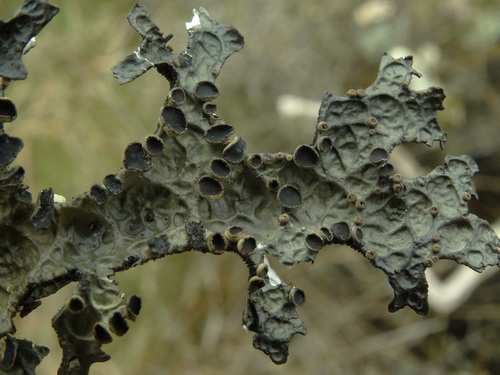 Pseudocyphellaria billardierei