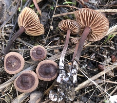Gymnopus impudicus