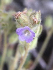 Phacelia austromontana