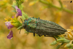 Ectinogonia minor
