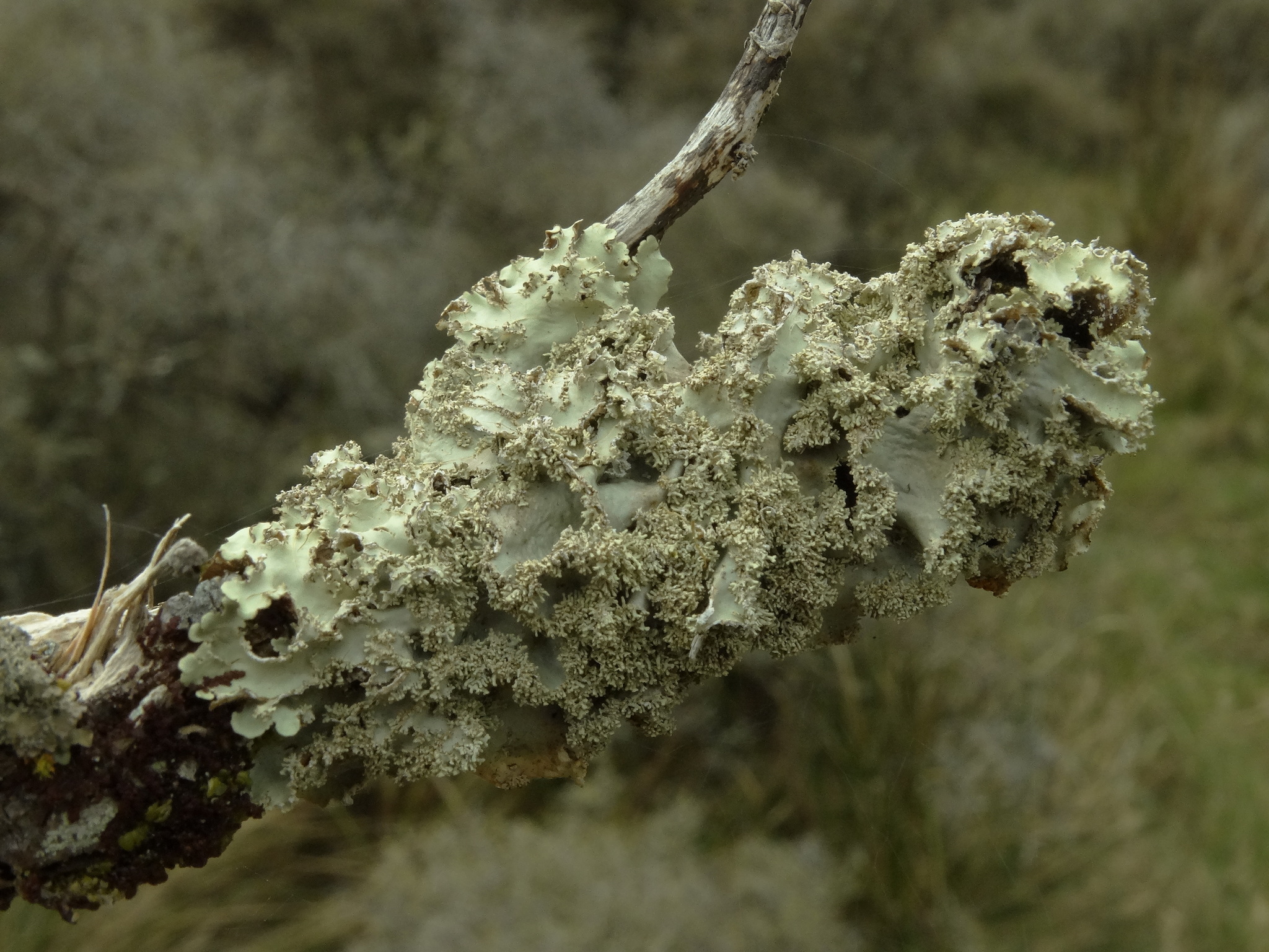 Pseudocyphellaria glabra image