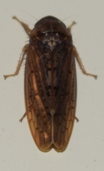Ponana rubida