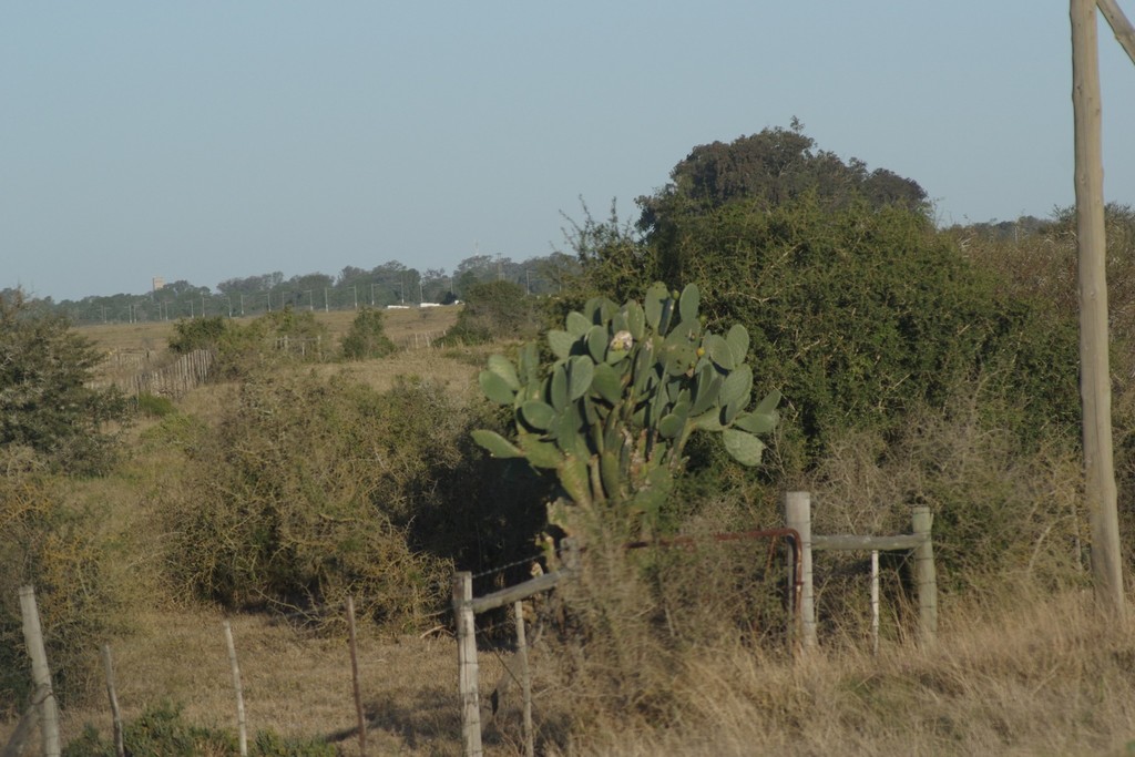 Indian fig opuntia from Kirkwood to Paterson via Addo on the R336, R335 ...