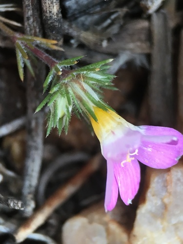 Image of Linanthus killipii by (c) Matt Berger, some rights reserved (CC BY)