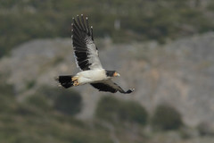 Daptrius albogularis