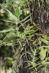 Spermacoce malabarica