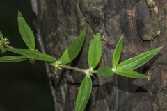 Spermacoce malabarica