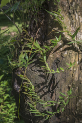 Spermacoce malabarica