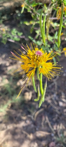 Jones' beeplant (Cleomella jonesii)
