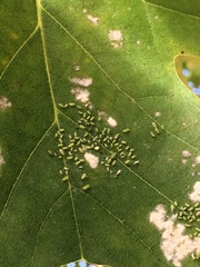 Illinoia liriodendri